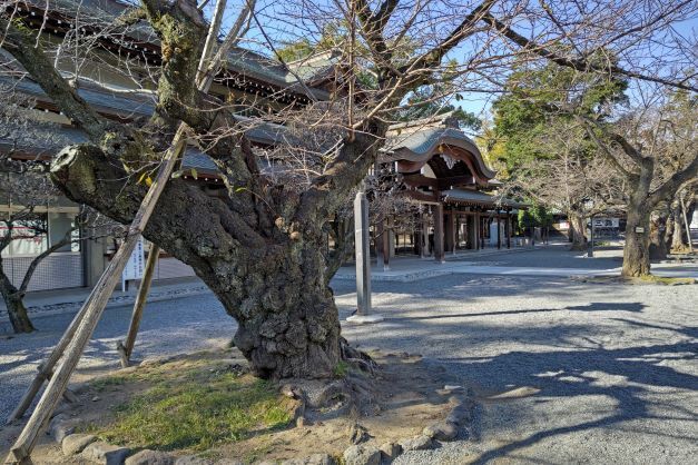 三島大社16.JPG