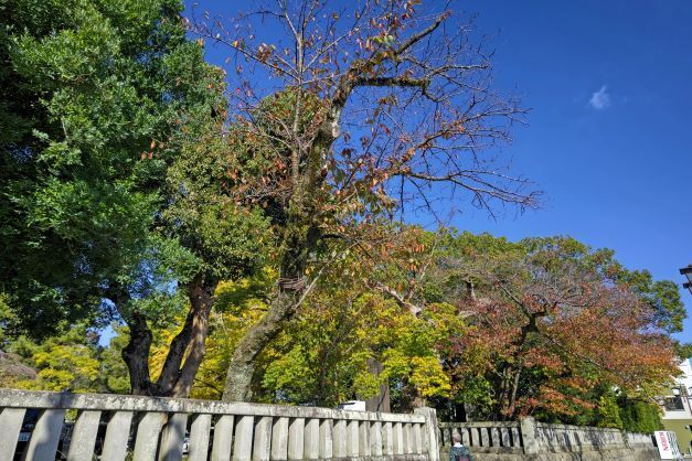 三島大社25.JPG