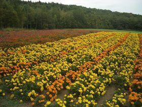 五郎家前のお花畑.jpg