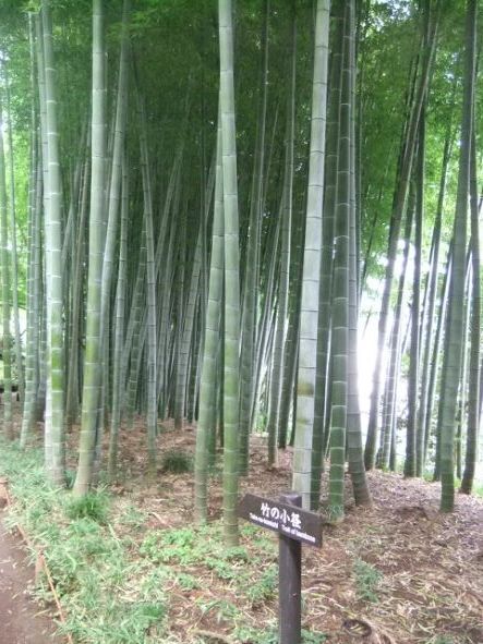 殿ヶ谷戸15.JPG