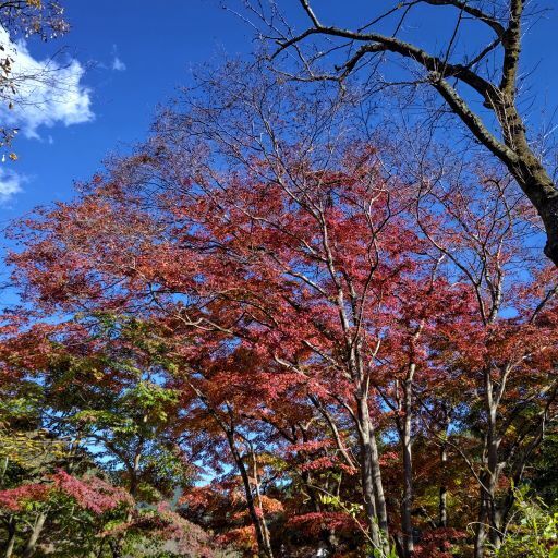 秋川渓谷20.JPG