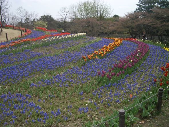 立川春1.JPG