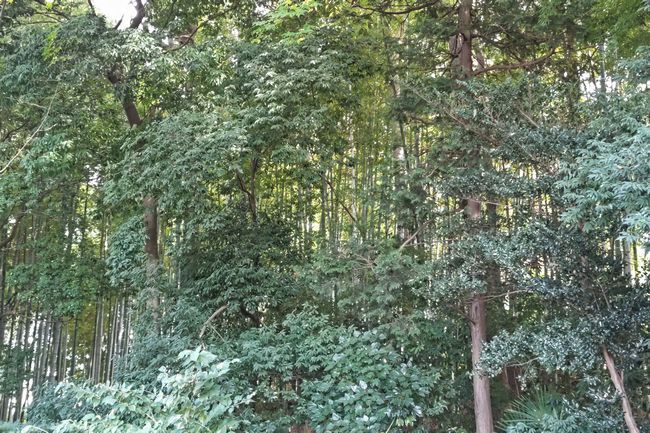 竹林1.JPG