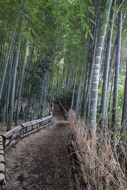 竹林5.JPG
