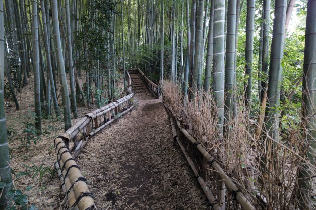 竹林6.JPG