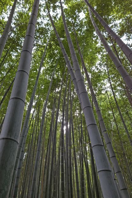 竹林7.JPG