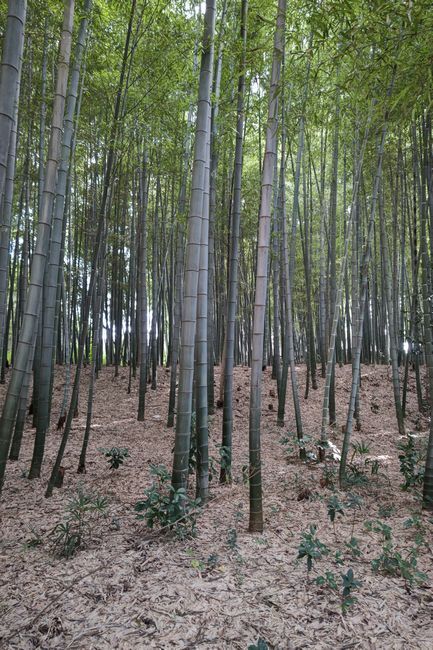 竹林70.JPG