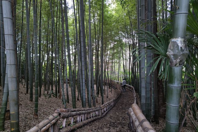 竹林8.JPG
