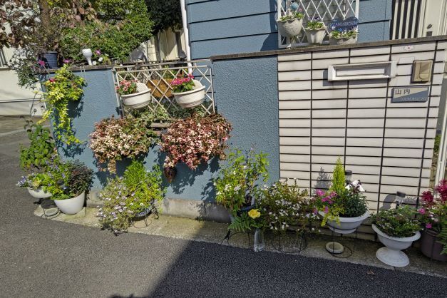 花1.JPG