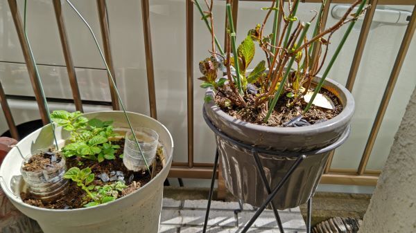 3.17紫陽花.JPG