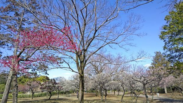 3.7府中の森2.JPG
