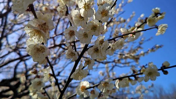 3.7府中の森6.JPG
