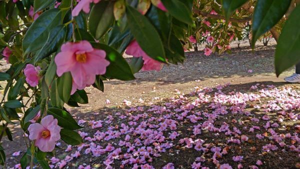 3.7府中の森7.JPG