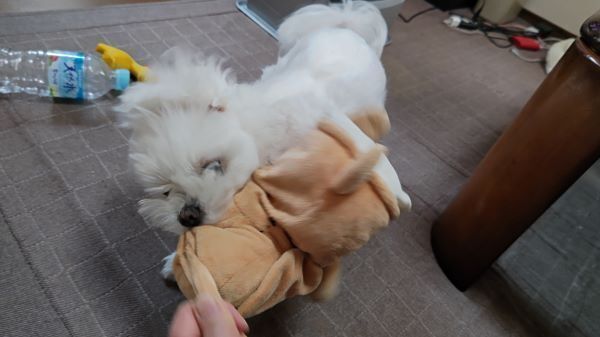 4.21マル.JPG