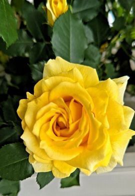 4.26薔薇..JPG