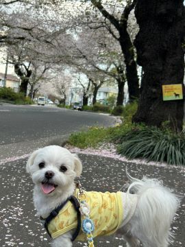 4.9マル1.jpg